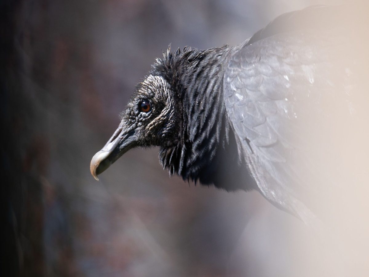 a vulture's head