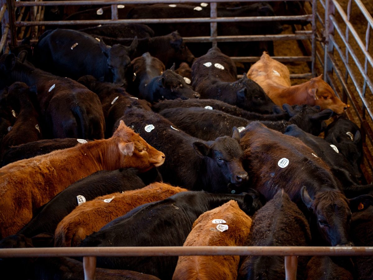 The Cattle Con
